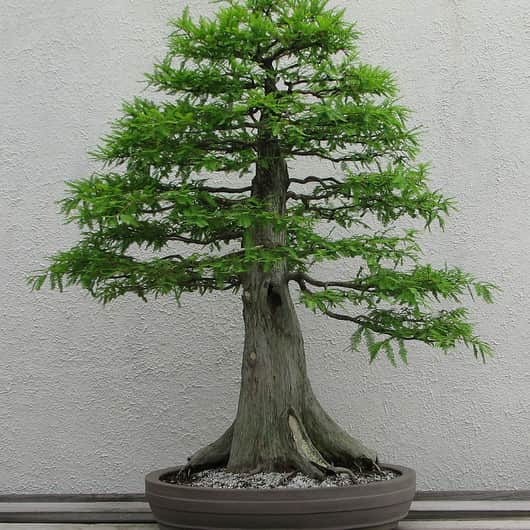 Urwelt-Mammutbaum-Samen (Bonsai) - 10 St. - Trees of Memory fr  Suizid-Opfer, Portal & Projekt