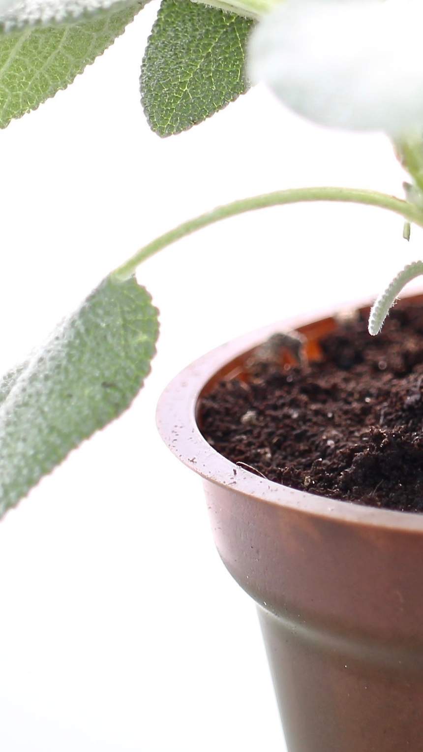 HANFi - Der Topf | HANFi ist ein Blumentopf / Pflanztopf aus Hanffaser.  100% biologisch abbaubar und kompostierbar. Aus nachwachsenden Rohstoffen.