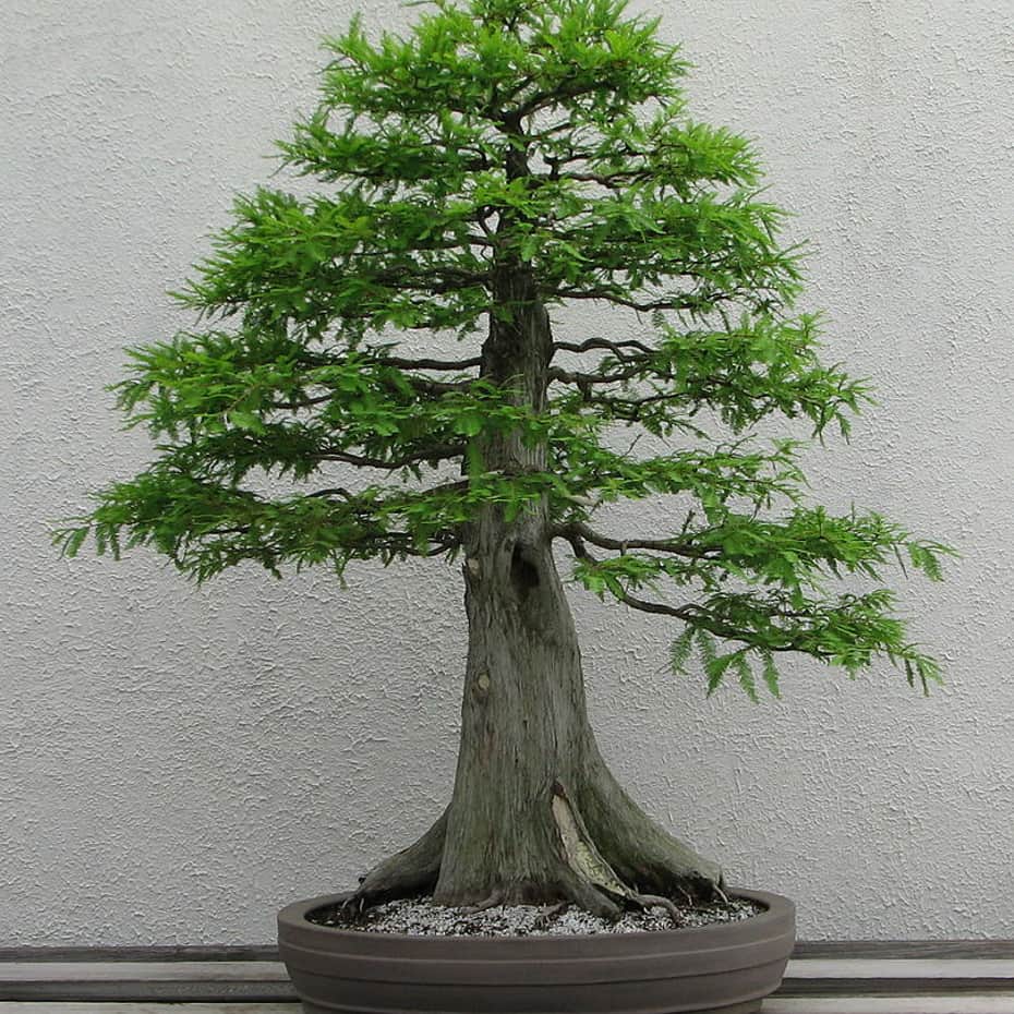 Urwelt-Mammutbaum-Samen (Bonsai) - 10 St. - Trees of Memory fr  Suizid-Opfer, Portal & Projekt