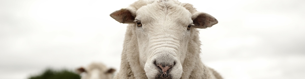 Schaf&Schäfer - weil Wolle mehr wert ist.  
